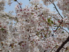 横須賀・走水水源地の桜
