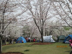 上海の顧村公園・宝山区・2018年櫻満開