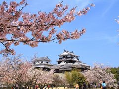 松山城　夜も昼も桜、さくら、サクラ！！