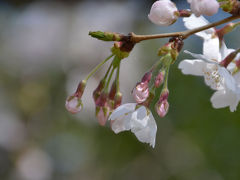 桜咲く中央公園周辺 2018.03.28