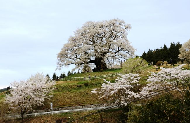 醍醐桜、９度目の逢瀬はギリギリ満開に間に合いました。