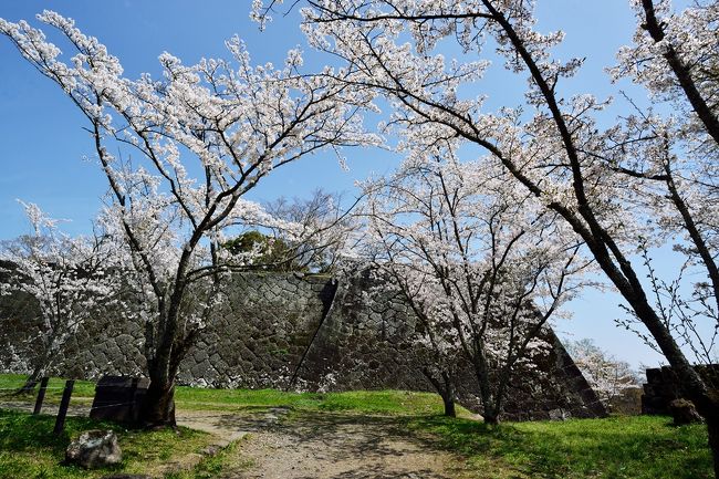 　瀧廉太郎の名曲『荒城の月』で有名な岡城は、文治元年(1185)に緒方三郎惟栄(これよし)によって築城されたと伝えられています。本丸・西の丸などの石垣が残る広い城跡には、ソメイヨシノを中心におよそ1500本の桜が植えられ、石垣に美しく映えています。<br /><br /><br /><br />