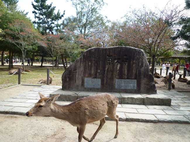 「圧巻の4つのしだれ桜の競演!<br />又兵衛桜 大神神社 大野寺 郡山城址春爛漫奈良大和路4つの枝垂桜めぐり」のバスツアー12日で申し込みしていましたが、今年は桜は無理と思っていました。<br />やはり、12日中止の電話を頂き5日に変更してくれました。<br />郡山城址は、奈良公園になりました。<br />クラブツーリズムは、凄いですねえ!<br />奈良公園は久しぶり、人気スポットです!