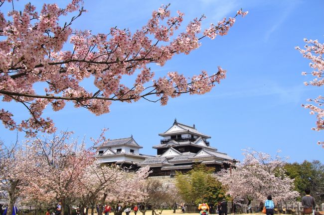 ANAのマイレージがたまったので1泊２日で愛媛県に行くことにしました。<br />今回の旅の目的は①青空の下とライトアップされた松山城の満開の桜を見ること②来年から改修工事が始まる予定の道後温泉本館で改修工事前の温泉を楽しむこと③司馬遼太郎の小説「坂の上の雲」のゆかりの地を巡ること④愛媛の郷土料理や銘菓をいただくことなどです。<br />道後温泉、松山に絞って出来る限り巡ってみました。<br />四国八十八箇所霊場の第五十一番札所の石手寺から道後温泉へ向かい道後公園（湯築城跡）で花見や道後温泉本館で温泉を堪能などした後松山に移動。<br />日本100名城であり日本さくら名所100選にも選ばれている松山城の夜桜や快晴の下の花見を楽しみました。<br />表紙は、松山城大天守・小天守と満開の桜