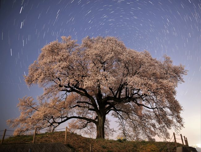 愛犬と、噂の「わに塚の桜」を見学した。