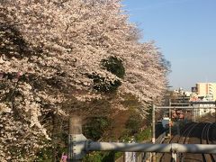 咲き急ぐ桜を追いかけて～飛鳥山公園