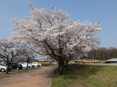 桜花は何処に？思いついて　「うつのみや　ろまんちっく村」へ車を走らせる