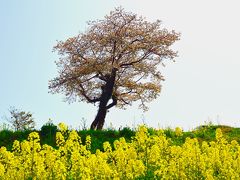 長崎鼻の菜の花2018