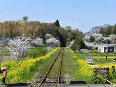 いすみ鉄道：桜と菜の花