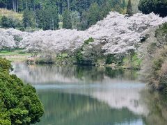 安岐ダムの桜2018