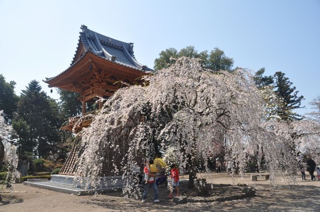 小学1年生の孫が春休みに合わせて手術入院。<br /><br />従って下のおチビちゃん達（5歳と2歳）兄妹は５泊６日のお泊り。<br /><br />それなら近場に連れていって遊ばしてあげよう！と珍しく爺が・・・<br /><br />大きな公園に連れて行ってあげる　その前にチョット花を見て行こう<br /><br />下心見え見えでお出かけしました。