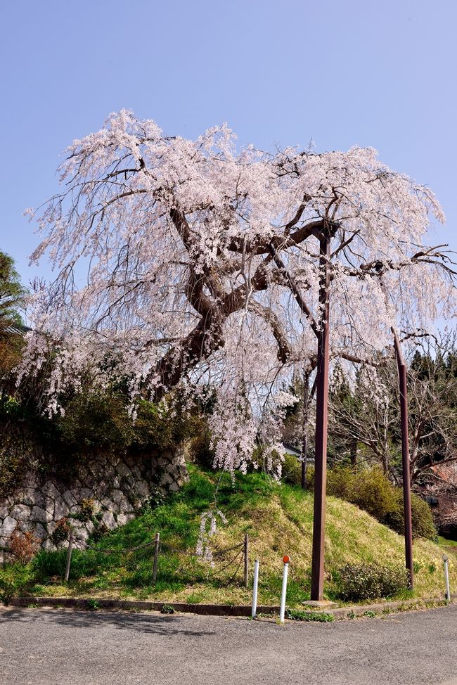 　樹齢４００年に近いという円光寺の枝垂れ桜、昨年１１月に「中津・桜ともみじの会」実行委員会が樹勢回復に取り組んだと聞いていたので再会を楽しみにしていました。２６日に下見し、今年は花芽が確実に多いと確信しましたが、その勇姿を拝悦することができました。