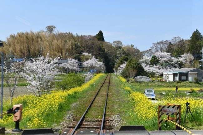 桜の季節、一度乗って見たかったいすみ鉄道で、桜と菜の花を楽しんで来ました。大多喜城にも立ち寄り桜を見て、いすみ鉄道沿線の桜と菜の花を十分楽しみました。<br />