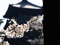 三溪園の春　2018　残念！今年も桜のピークに来れなかった・・・