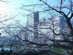 舞鶴公園の桜