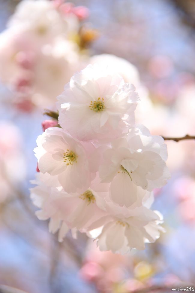 今年の桜（ソメイヨシノ）は平年よりも１週間ほど早く咲き、４月の声を聞く頃には見頃を過ぎてしまいましたが、新宿御苑では、まだまだ桜が楽しめます。<br /><br />新宿御苑では、約65種類1,000本の桜が植栽される都内随一の桜の名所。<br />２月のカンザクラから4月下旬の関山桜まで桜を楽しむことができます。<br />例年4月上旬に咲く一葉（イチヨウ）は、新宿御苑が皇室庭園であった大正時代から、春の観桜会で鑑賞された歴史ある御苑の桜の代表品種です。<br />（パンフレットより）<br /><br />今年は、「一葉」も早々と見頃を迎えています。<br />同じような写真が多いですが、宜しければ、お花見をお楽しみ下さい。<br /><br />表紙の桜は一葉です。<br />（桜の解説は、「新宿御苑の桜」ガイドを参照）