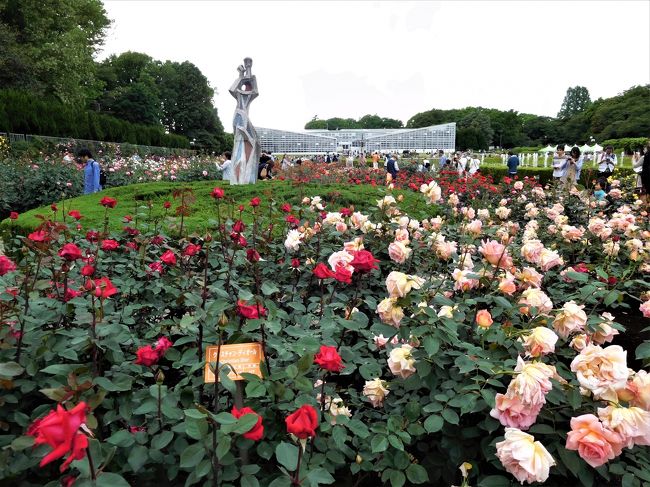 ２０１７年５月　都立神代植物園のバラ園でたくさんのバラを見ました。