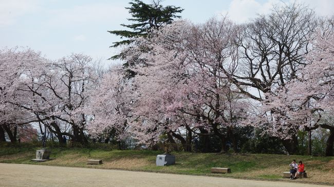 高岡古城公園の桜が満開なので，ゆっくり散策しました。とても良いところです。楽しいひとときを過ごしました。