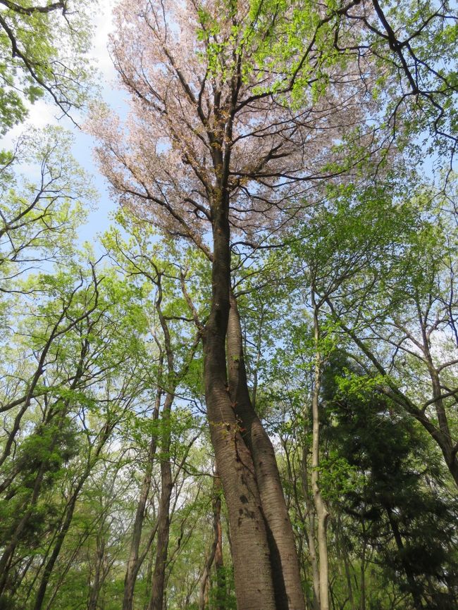 4月5日、午後1時半頃に川越市の森のさんぽ道を散策しました。　目的は新緑とカワズザクラの風景を楽しむためです。<br />時間的にも丁度美しい風景が見られました。おまけに変わった桜の木を見れて良かったです。　タチツボスミレやタンポポも見られました。<br /><br /><br /><br />*写真は新緑とヤマザクラの美しい風景