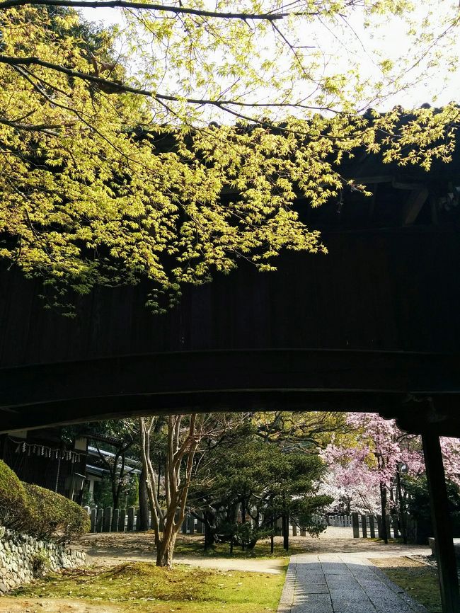 桜前線の情報を基に、極寒の地「京都」にも春爛漫の陽気と共に桜開花の時期が訪れてきました。<br /><br />そこで、歴史ある向日市内の桜開花状況を確認するためサイクリングを兼ねて阪急京都線東向日駅の南西側の「西国街道」周辺を訪れてみました。<br /><br />この「西国街道」は、戦国時代に「豊臣秀吉」が畦道を広げ向日市内から大阪方面に行けるよう開拓した歴史街道となっています。<br /><br />さらに、戦のため「豊臣秀吉・明智光秀」ら戦国武将が通ったと言われている街道にもなっています。<br /><br />◉訪れた当日のコース<br />旧西国街道⇉向日町競輪場⇉向日市商店街⇉向日神社⇉阪急西向日駅沿線⇉阪急西向日駅東側住宅街<br /><br />＝＝＝＝＝＝＝＝＝＝＝＝＝＝＝＝＝＝＝＝＝＝<br /><br />旅行記表紙写真は、1300年の歴史を迎える「向日神社」境内での光景です。