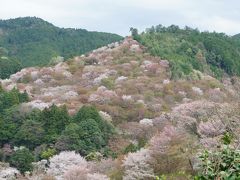 もこもこもふもふの桜がいっぱい　山笑う吉野山　