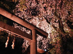 子安神社夜桜参拝