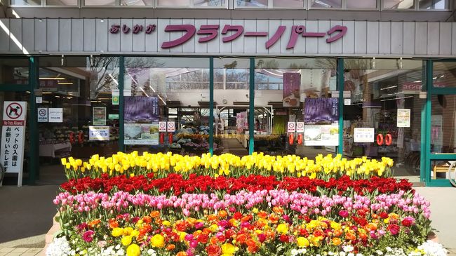 春が来たので＊足利散歩　あしかがフラワーパーク　足利学校　鑁阿寺　