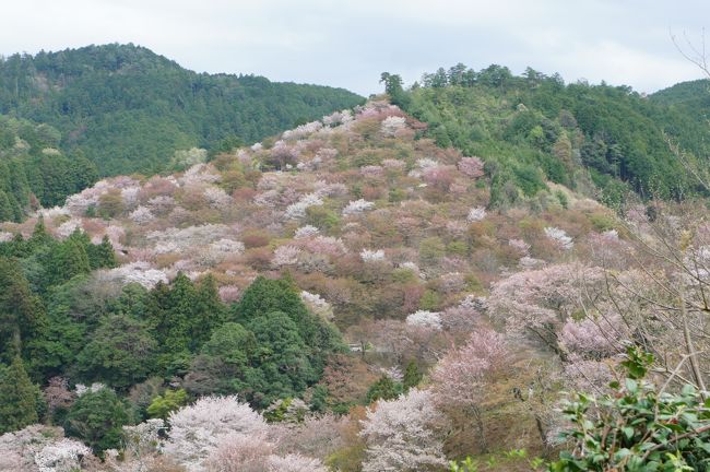 「あをによし 奈良の都は 咲く花の 薫ふがごとく 今盛りなり」<br />左遷されたお役人が奈良を懐かしんで詠んだ歌でしたっけ。<br />遠い昔の記憶なので、かなり曖昧ですが(;&#39;∀&#39;)<br />去年、熊野を訪れた際に吉野も行きたかったなー、と今年リベンジです。<br />もこもこもふもふの桜でいっぱいでした。<br />