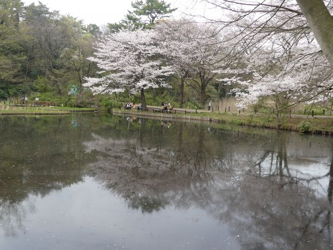 「八芳園」「庭園美術館」で桜を見た後、さらに隣の「国立科学博物館付属自然教育園」へ行きました。水生植物園の北縁にサクラが並んで咲いています。都心の公園ですが、野生のタヌキに出会いました。<br /><br />旅行記作成に際しては、自然教育園のパンフレット、現地で入手した自然教育園見頃情報、現地の説明板などを参考にしました。