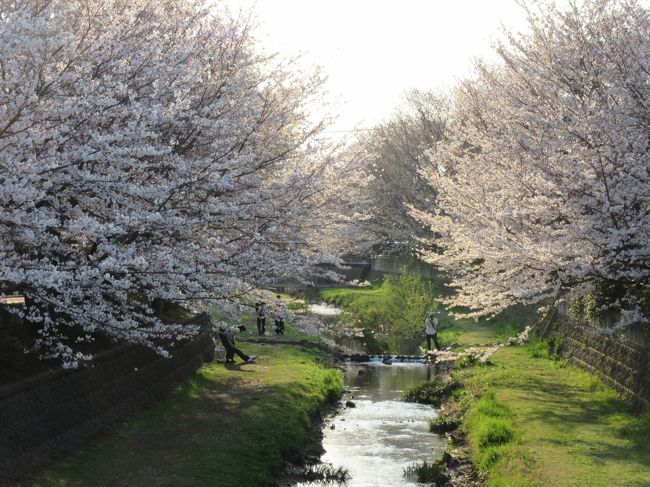 2018年3月25日：桜満開の野川西之橋散策