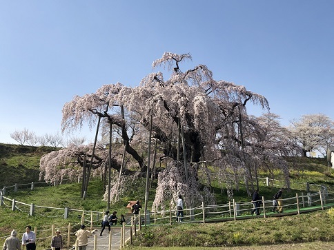 満開の「三春の滝桜」が見てみたい。夢がかないました。<br />想像以上に大きな桜　<br />快晴の青空と桜の色のコントラストの美しさに感動しました。<br /><br />日本三大桜「三春の滝桜」　<br />国指定天然記念物　樹齢1000年を超える　ベニシダレザクラ。　<br />高さ13.5ｍ　根回り11,3ｍ　枝幅　東西に25.5ｍ<br /><br />訪問した5日は、　8分咲き～満開です。<br /><br />2日に開花　1982年に記録を取り始めてから最も早い開花です。　<br />三春観光協会のＨＰに　４日　5分咲きときれいな写真がＵＰされました。<br /><br />1週間の天気を見ると　5日は晴　週末は天気が崩れる予報です。<br />5日朝から思い立って一人で「三春の滝桜」を見に行ってきました。<br /><br />郡山から三春まで　磐越東線・郡山発　13：17に合わせて<br />東海道新幹線　京都発 　8：56　→　東京着　11：13<br />東北新幹線　  東京発　11：36　→　郡山着　12：56<br />　※　磐越東線　郡山発　11：19　　13：17　　14：27　　　　　　　　　　　　　　　三春発　14：36　　16：08　　17：06<br />　　　電車の本数は少ない。　桜祭りの時期増発はあります。<br /><br />三春駅から「三春滝桜」まで　約6.5㎞　あります。<br />桜の時期は、臨時バスが出ています。<br />5日は、臨時バスが出ていなくて市内巡回バスの最寄停留所から約3㎞歩かないといけないと言われタクシーで行きました。<br />「三春の滝桜」までのバスはなく（桜祭りのシーズンはあるようです。）<br />タクシー　片道2400円<br /><br />