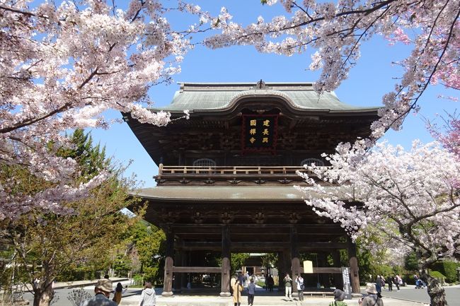 古都鎌倉は四季折々の花が美しい。<br /><br />鎌倉の花めぐりは何度か来ているが、桜の時期は初めてである。<br />今回の花めぐりも、北鎌倉からの古寺出発。<br />前半は、円覚寺、東慶寺、浄智寺の桜などを見た後に、葛原岡ハイキングコースを通って葛原岡神社、源氏山公園、さらに海蔵寺、英勝寺を訪れた。<br />後半は、鎌倉を中心に建長寺、鶴岡八幡宮、段葛、妙本寺 等を訪れた。<br /><br />鎌倉は圧倒的な桜は無いが、さくらと古寺はよく似合って日本の美しい風景が見られた。<br /><br />【前半】　https://4travel.jp/travelogue/11345705<br />（１）円覚寺　広い境内で桜も。<br />（２）東慶寺　縁切り寺。四季折々の花の寺。<br />（３）浄智寺　七福神、布袋尊。さくらは少ない。<br />（４）葛原岡神社　さくらいっぱいだった。<br />（５）源氏山公園　ここもさくらいっぱい。<br />（６）海蔵寺　今はハナカイドウ。<br />（７）英勝寺　薄墨さくら。<br />【後半】　https://4travel.jp/travelogue/11346370<br />（８）建長寺　総門からの桜並木、半僧坊への桜並木が見事。<br />（９）鶴岡八幡宮　源平池のさくら。<br />（10）段葛　５００ｍの真っ直ぐな桜並木。<br />（11）妙本寺　さくらにハナカイドウも見ごろ。<br />