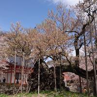 神代桜を見に行きたくて。