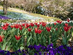 広島、山口、福岡☆桜を追いかける旅☆