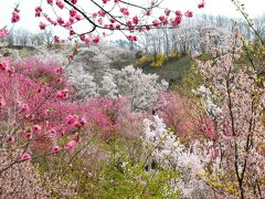 ◆福島に桃源郷あり・花見山 ,２０１８ , Part２