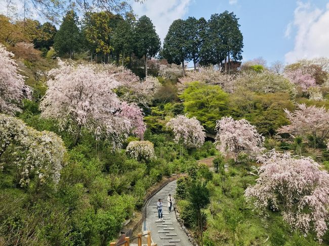 自宅からランニングで善峯寺まで行ってきました<br />京都市内中心部は葉桜ですが、ここは見頃でした<br />しかも、人が少ないんでおすすめです<br />片道13㎞程度なので坂連にはちょうどいいです<br />