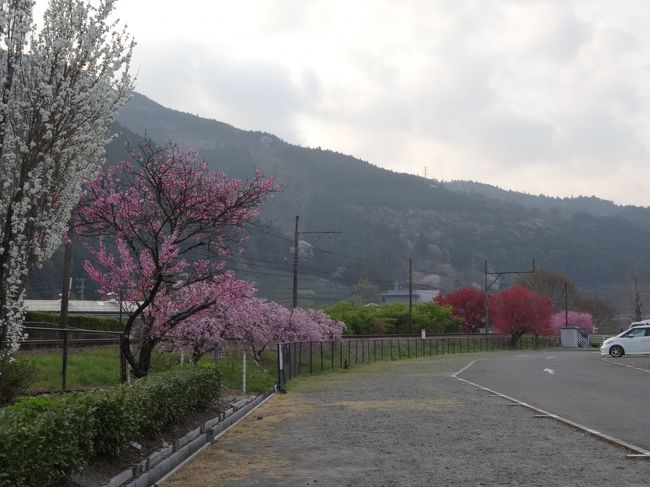 桜咲く奥大井で車中泊　その３　日本一短いトンネルと塩郷の恋金吊り橋