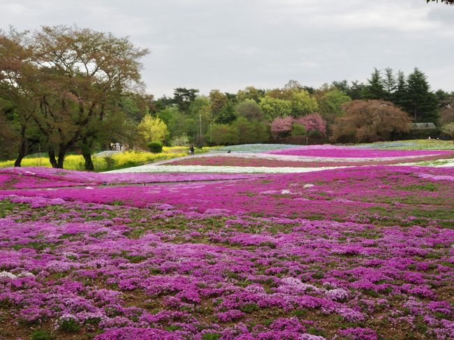 館林市にある東武トレジャーガーデンに芝桜を見に行って来ました。天気が悪かったせいかガラガラでした。