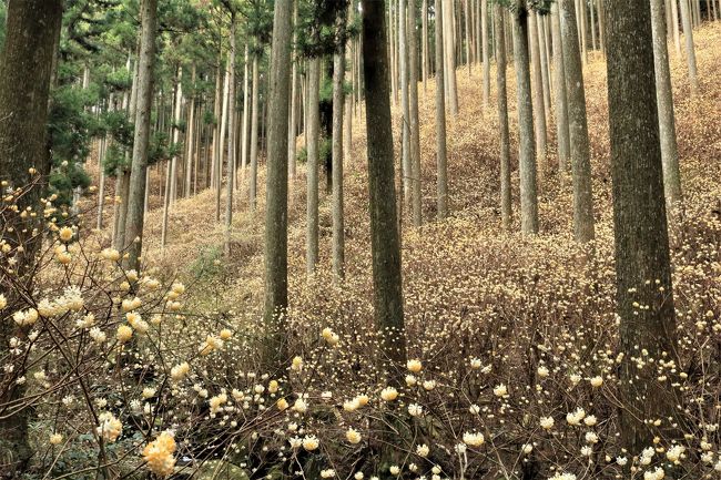 ミツマタは、和紙の原料となる多年生の落葉性低木植物。<br />日本の特産で、繊維が柔軟で光沢を持ち、良質な和紙の原料となるところから、１万円札など紙幣の原料としても使われています。<br />戦後の木材の高騰期には、杉や桧の植林が盛んになされ、ミツマタも一時はほとんど見られなくなり忘れ去られているような状況でした。<br />そんな中、ミツマタ群生地は、山主さんの木の枝打ちや間伐など山の手入れにより樹齢100年ほどの見事な杉の美林となりました。<br />そのミツマタ群生地は、岡崎の千万町町（ぜまんじょちょう）の個人の山にあるという。<br /><br />写真仲間で、もう遅いかもしれないけど行こうということになり、皆の都合で午後からの撮影となりました。