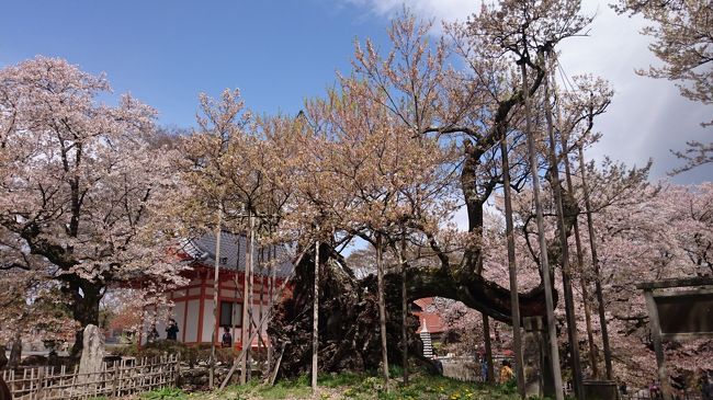 テレビで神代桜が見頃だって。<br />去年は三春の滝桜を見たから、<br />今年は日本三大桜の一つ神代桜を見たい!!<br />私のバイトが入ってて、<br />金曜日の午後からなら大丈夫。<br />でも、雨みたい。<br />パパは安い温泉で泊まろうって。<br />安いとこを調べたけど、空いていなくて、<br />藪の宿みはらし9500円。<br />今週が最後みたいなので間に合うかしら？<br />行ってしまいましょう。<br />