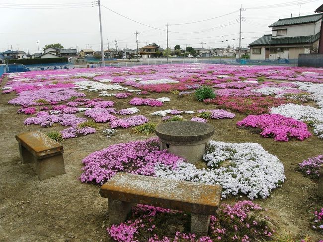 今年も芝桜が満開になったよ・・・とメールをもらいました。<br />例年ですと開花は、四月中旬から下旬でしたのでびっくりでした、しかし、今年は同じ頃に咲く桜も、もう散り葉桜になっているのでシバザクラも今が見頃は当然でした。<br /><br />このシバザクラ園は、知人がコツコツひとりで造り上げたもので、私設の素晴らしいシバザクラ園です。<br />