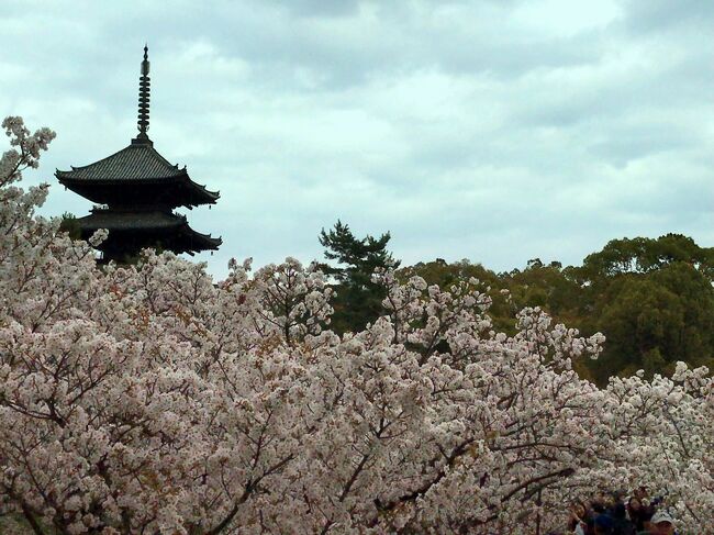 2018年4月 菊乃井さんで お食事の後 仁和寺の 遅咲き桜が 満開と聞き込んで<br />急きょ 行ってきました。<br /><br />仁和寺は仁和4年(888)に創建された寺院であり、現在は真言宗御室派の総本山です。<br />境内には五重塔や二王門など江戸時代に建立された建造物が並びます。<br />同時期に植えられた御室桜は4月中旬に見頃を迎えますが、<br />建物と同様、 当時と同じ姿を現在に伝えています。<br />平成6年には世界遺産に登録されました。<br /><br />仁和寺 ホームページより<br />http://www.ninnaji.jp/about_outline/