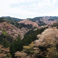 そうだ 吉野桜を見に行こう１*・゜・*一生に一度は見たい吉野の千本桜*・゜・*