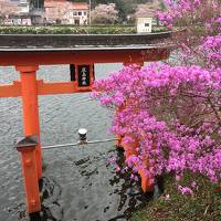 花見先を探してやっと見つけた庄原上野公園の桜