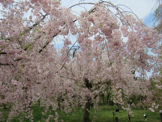 青春１８きっぷで京都に１泊２日で行ってきました。<br /><br />京都の桜も既に散り、八重桜が咲き始めてました。<br /><br />１日目は嵐山でレンタちゃりで、広沢の池、桂川サイクリング、足湯、２日目は京野菜バイキング朝食、植物園、半らぎの桜<br /><br />を見てきました。