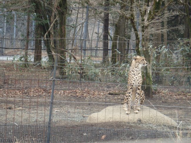 ２年ぶりのチーターラン。そろそろ富士サファリのチーターに会いに行きたいなーとＨＰ見てたらちょうどこの日からチーターランが始まる！これは行かねばーと急きょ予約で行ってきました。<br />※富士のあたりってやっぱり外国の方に人気なんですねー。なかなか宿とれず、とれた宿も外国の方一杯。外国人は富士山が好き！と改めて認識です。