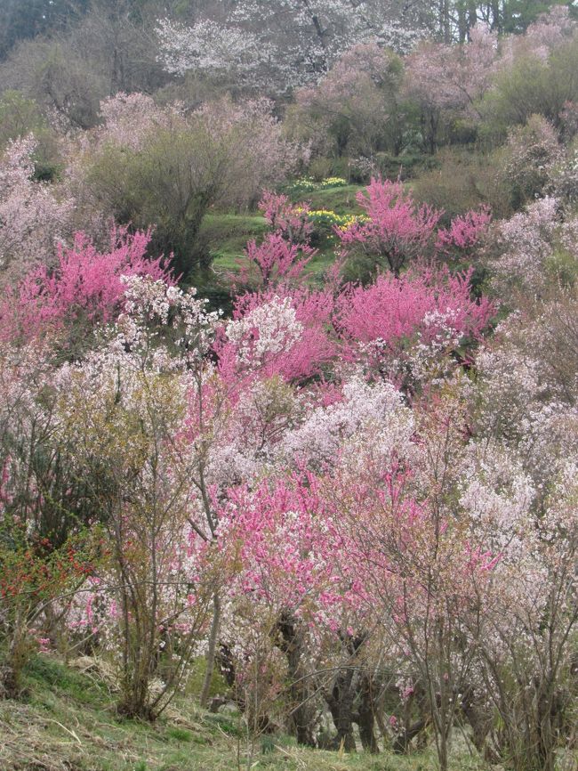 青春18きっぷで岳温泉に１泊、１日目は花見山、２日目は三春の滝桜、どちらも満開で素晴らしかったです。<br /><br />例年よりだいぶ早めの満開で、人出も多くなくて良かったです。