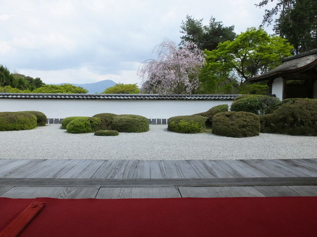 京都の桜を撮りに行こう　その五！は八重桜に参ります。<br />ソメイヨシノが散ってもこれからは八重桜の季節に入ります。<br />ということで八重桜を中心に御衣黄やウコンを撮影してきました。<br />本日の行程は、光明院⇒正伝寺⇒佐野造園⇒千本釈迦堂<br />バスのワンディチケットが500円から600円に値上がりしていましたが<br />有効に利用して歩数を減らしました。<br />寒さと雨が体温を奪いガタガタと小刻みに身体が震えていました！（笑）