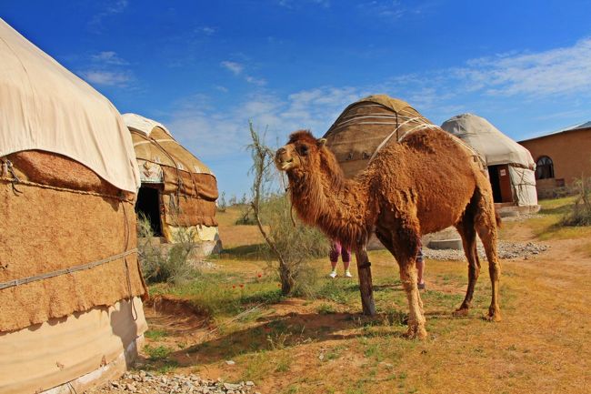 ウズベキスタンの旅と言えば、まず最初にイメージとして浮かんでくるのは青の風景であるトルコ・ブルーやラピスラズリ・ブルーで彩られた古きイスラム建築のモスクやメドレセ（神学校）だと思います。<br /><br />母と私のUZ旅の目的も最初は、古いオアシス都市を歩き廻る…と言う事でした。<br />しかし、旅のプランニングをしていく内にウズベキスタンの魅力は都市遺跡だけではなく、国土の大半を占める自然；砂漠にもあることを知りました。<br /><br />知ってしまったら行きたくなるのが、私たちの旅。<br />ウズベク語もロシア語も分からない二人でしたが、なんとかなるさのお気楽な気持ちで自然を楽しむ現地ツアーに参加しました。<br /><br />ツアー内容はシンプルで砂漠の中のアイダクル湖へ行き一泊するだけですが、湖へと向かう道中ではキャラバン・サライの遺跡に立ち寄ったり、5000年以上昔の古代の岩絵を見たり、アレクサンダー大王が建築した砦へと登ったり…。<br />勿論、目的地のアイダクル湖で泳ぐこともできます。<br /><br />そして、夜はキジルキム砂漠の遊牧民族の移動式住居ユルタでキャンプをしました。<br />星降る砂漠でのキャンプも楽しかったのですが、母と私にとって一番の思い出となったのは、早朝のキャンプでの散歩。<br />コンパスもGPSも何もない状況の中で、真っ赤な芥子の花が咲き、野ウサギが駆け回る砂漠の中を太陽の方向だけを頼りに歩き廻りました。<br /><br />砂漠はモノトーンの世界…と表現されることがありますが、きっとそう感じる方は砂漠の一つの面を見て、そのように感じたのでしょう。<br />赤い芥子の花に、ビビッド・カラーの手足をしたトカゲたち。<br />キジルクム砂漠の春は色彩に溢れた世界でした。<br /><br />☆★2017G.W. スタンの国へ行ってみよう♪母と娘で歩くシルクロード　旅程☆★<br />□5/2　成田09：25－11：50インチョン15：45－19：20タシュケント（大韓航空）<br />　　　 タシュケント駅22:05－寝台列車－05:55(+1)ブハラ駅<br />□5/3　ブハラ観光<br />■5/4　アイダクル湖・キジルクム砂漠への一泊二日ツアーへ<br />■5/5　キジルクム砂漠－サマルカンド<br />□5/6　サマルカンド観光<br />□5/7　サマルカンド観光　<br />　　　 タシュケント21：20－<br />□5/8 07:35インチョン10：10－12：30成田（大韓航空）<br />　<br />☆★旅行記☆★<br />・闇両替も悪徳警備員も、どんと来い♪　http://4travel.jp/travelogue/11240625<br />・夜行寝台列車はクリスティの世界　http://4travel.jp/travelogue/11243491<br />・古のオアシスが微睡む夢　http://4travel.jp/travelogue/11247059<br />・アレクサンドロスの追憶 https://4travel.jp/travelogue/11340022<br />・砂漠のユルタでキャンプ https://4travel.jp/travelogue/11346596<br />・生ける王が眠る青い古都 https://4travel.jp/travelogue/11349106<br />・Win-Win詐欺★甘い話には裏がある https://4travel.jp/travelogue/11351077<br />