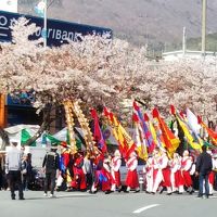 おっちゃんの釜山旅、ヨメといく鎮海サクラまつりと甘川文化村